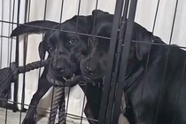 大型犬の親子が喧嘩→ヒートアップしてきたので『一言』伝えた、次の瞬間…まさかのリアクションが75万再生「平和な解決策」「最後笑ったｗ」