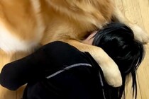 娘が『一番大事な帽子』を無くしたので、叱った結果→説教中に大型犬が庇って…許すしかない『表情』が6万再生「怒れないｗｗ」「歯がｗ」