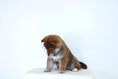 しょんぼりする柴犬の子犬