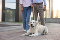 『シニア犬』が異常な食欲をみせる理由5つ　食欲旺盛なのは問題ないの？