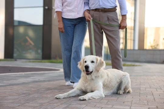 『シニア犬』が異常な食欲をみせる理由5つ　食欲旺盛なのは問題ないの？