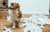 犬の『機嫌が悪い』サイン５選　愛犬の気持ちを察する方法や機嫌を直してもらうためにできることまで