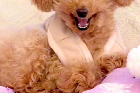 『お仕事行ってくるね』と犬に伝えた結果→『寂しがるかな』と思ったら…理想とはかけ離れた『態度』が10万再生「クワッて顔ww」「最高」