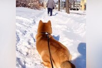 犬を可愛がってくれていた『近所のおじいちゃん』→ふたりがみせた『最期のご挨拶』が泣けると27万再生「寂しいよね」「待つ姿が切ない…」