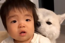秋田犬に育てられた男の子→4年が経って…完全に立場が逆転している『愛おしい光景』が92万再生「頼りになるお兄ちゃん」「尊いが詰まってる」
