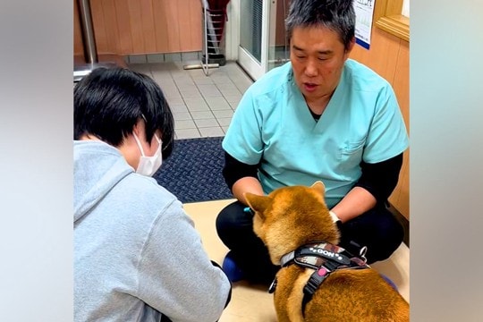 獣医師とケンカしている犬→『お姉さん』が現れた途端に…『まさかの診断結果』が下される瞬間が9万再生「反応の差ww」「分かりやすい」と爆笑