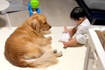 『流行りのシール交換』を1歳の子供が大型犬とした結果→『付き合ってあげる姿』が優しすぎると34万再生「面倒見てる…」「なんて愛おしい」