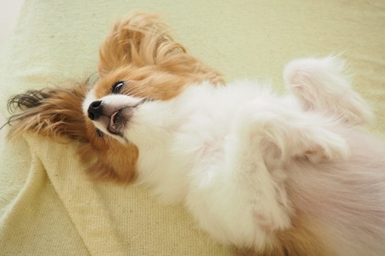 犬が飼い主に『お腹を見せてくる』6つの理由 　どんな意味があるの？仰向けになったときの適切な接し方まで