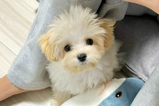 SNSで外国人に引用される『大人気な犬』→まさか過ぎる『数々のあだ名』が1352万表示の反響「確かに焼き色がｗｗ」「食べられますか？」