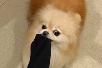 飼い主の靴下を強奪しようとする犬→『こんなに伸びるのか…』シュールすぎる光景に1万いいね「伸び過ぎっすｗｗｗ」「ゴムパッチン芸で草」