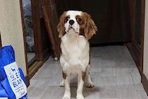 １年半も売れ残り、お店をたらい回しにされた犬→温かい家族に迎えられた結果…『現在の光景』に感動「運命だった」「辛かった分、幸せにね」