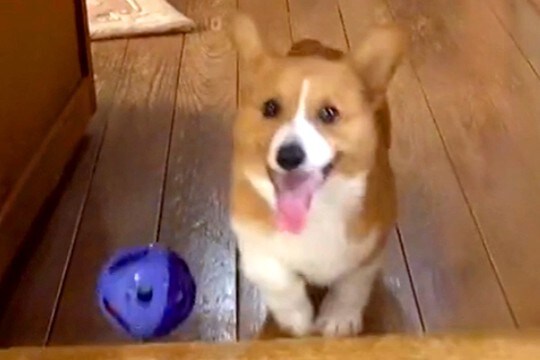 『おもちゃにご飯に飼い主さんに…』やりたいことが多すぎる子犬→すべてが『中途半端』な光景が189万再生「忙しいwww」「情報量多くて草」