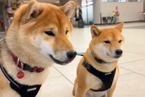 半月ぶりに海外から帰ってきたママ→空港まで『2匹の犬』が迎えに来て…『再会の瞬間』が泣けると11万再生「最高の笑顔」「胸がじーんと…」