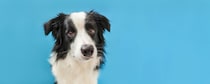 『頭がいい犬種』5選　高い学習能力を持つ犬の特徴や賢く育てるトレーニング方法まで