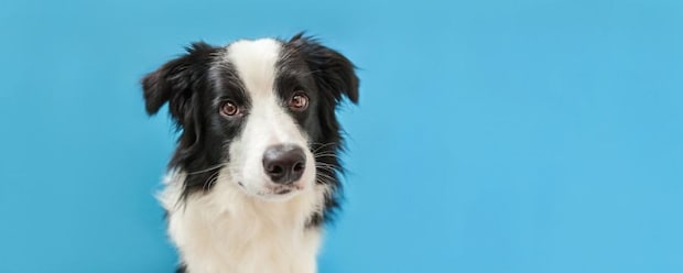『頭がいい犬種』5選 高い学習能力を持つ犬の特徴や賢く育てるトレーニング方法まで