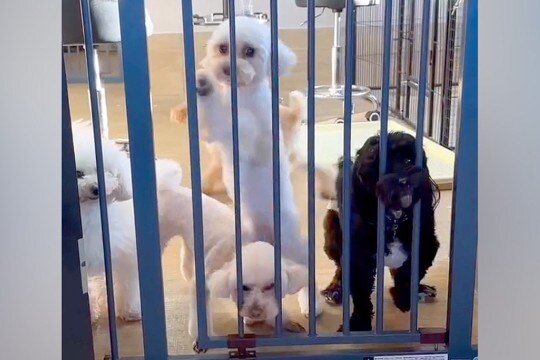 トリミングサロンへ２匹の犬をお迎えに→店員さんがゲートを開けた瞬間…まるでコントのような『悲劇』が80万再生「可愛いｗｗｗ」「爆笑ｗｗ」