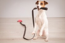 犬が『散歩前に暴れてしまう』理由4つ　落ち着かせるためにはどうしたらいいの？
