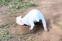 『嫌ァァアア！』真っ白な犬を散歩に連れて行った結果→思わず絶叫したくなる『まさかの悲劇』が68万再生「素晴らしい変身」「イリュージョン」