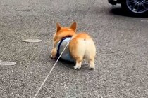 なぜか散歩に行きたがらない犬→『ママが来ないからかな』と思っていたら…『まさかの理由』に絶賛の声「頑固で草」「笑顔が最高ｗ」と88万再生