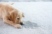 犬がトイレを失敗したときの『タブー行為』５選　飼い主が絶対やってはいけない行動とは？
