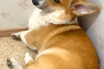 頼んでないのに『毎回トイレについてくる犬』→まさかすぎる『態度と表情』に62万再生の反響「被害者面で草」「なんできたのよｗｗ」と爆笑