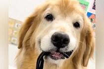 検査のため病院にやってきたゴールデンレトリバー→怖がりすぎて…思わず抱きしめたくなる光景が55万再生「ごめんけど笑ったｗ」「ブルブル」