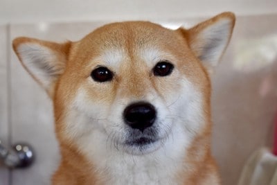 柴犬・不安顔・アップ