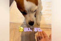 『お手』と伝えても言うことをきかない犬→横で見ていた姉犬が…思いもよらない『まさかの行動』に称賛の声「ほんとに健気」「表情が良すぎる」