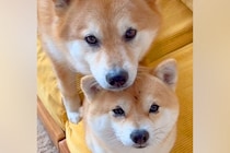 仲良しすぎる2匹の犬→日常を観察してみると…以心伝心？シンクロしすぎている光景に104万再生の反響「可愛くて涙出た」「癒される」と悶絶