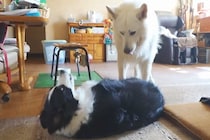 彼女の愛犬を預かった結果→一緒に暮らしている大型犬が、気を遣って…紳士すぎる『素敵な光景』に反響「惚れちゃう」「体だけでなく心も大きい」