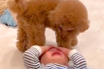 男の子が大号泣していたら、犬が心配をして…あまりにも尊い『見守り』をする光景に感動の声「いい相棒」「前世は兄弟かな」「信頼関係すごい」