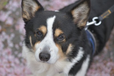 嫌そうな顔のコーギー