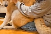 寒い日の朝、秋田犬がママの膝の上まで『あたためて』と近づいて…たまらなく愛おしい『甘えん坊な光景』が22万再生「最高」「なんて可愛いの」