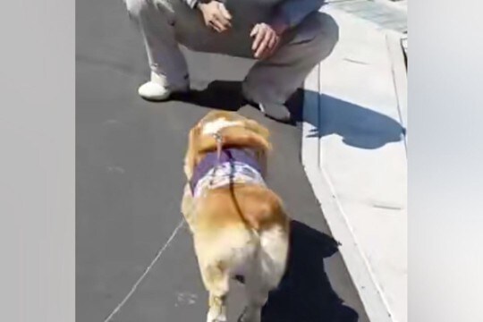 『工事現場のおじさん』と遭遇した犬→出会ったばかりとは思えない『まさかの光景』が27万再生「本当に初対面なの?ww」「メロメロになる」