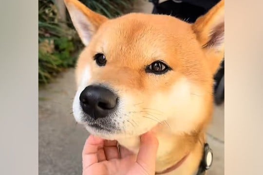 飼い主に撫でられるのが大好きな犬→『獣医師』に撫でられた結果…あからさまな『反応の違い』が12万再生「目つきが違うww」「こりゃ可愛い」
