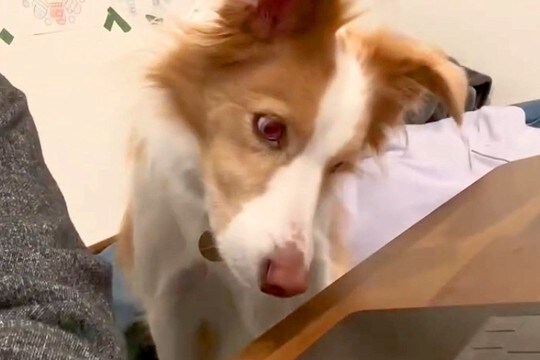 勉強中、犬が隣にやってきたので『犬の鳴き声』を流してみたら…絶対に集中できない『気が散る光景』が75万再生「首がww」「面白すぎ」と絶賛