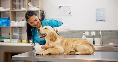 診察台の上に乗る犬