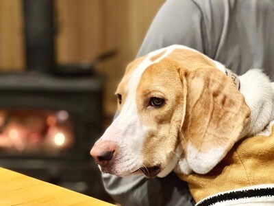 甘える犬