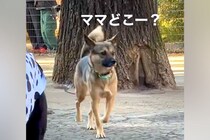 ドッグランでママとはぐれた元保護犬→必死に探し回って…見つけた時の『愛おしい反応』が17万再生「だから犬はたまらん」「可愛すぎて泣く」