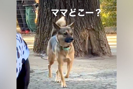 ドッグランでママとはぐれた元保護犬→必死に探し回って…見つけた時の『愛おしい反応』が17万再生「だから犬はたまらん」「可愛すぎて泣く」