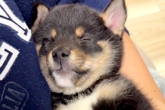 障がいを持ち『格安でいいよ』と言われた子犬→覚悟を決めて迎えた結果…『感動の物語』に反響「素敵な縁」「飼い主さんのこと待ってたのかも」