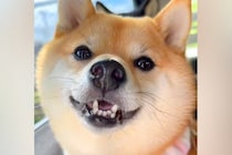 『車でお出かけだ！』とテンションMAXな犬→実は『病院』で…わかりやすい『態度の豹変』がSNSで話題に「必死さたまらん」「思わず笑った」