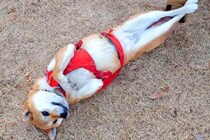 『繰り返します、ドッグランです』→ツッコミどころが多すぎる『犬の過ごし方』がXで話題「ビキニ着てるんかとｗｗ」「予想外な脚の長さ」と爆笑