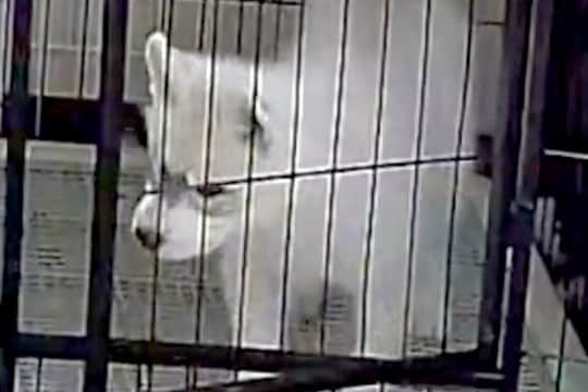 ケージにいるはずの子犬が、なぜか目の前にいて…録画に残っていた『衝撃の光景』が182万表示「犯人特定されてて草」「兄弟の絆ｗｗ」と絶賛