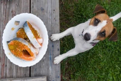 魚を物欲しそうに見る犬