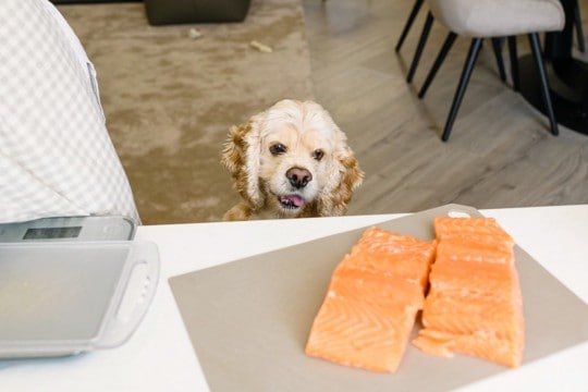 犬に与えてもいい『魚介類』4選　食べさせる前に必ず知っておくべきこととは？