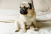 犬がしていたら危険な『座り方』3選　今すぐに病院へ連れて行くべき危険な状態まで
