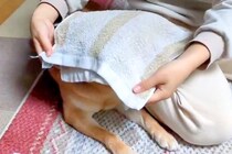 『簡単なお仕事です』洗濯物をたたんでいたら、柴犬が隣で…まさかの『お手伝い』が72万表示「最後の香り付けで草」「簡単そうに見えて職人技」