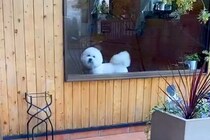 『もう！おそいよ！』あまり怒らない犬がトリミングへ→お迎えに行った結果…かわいすぎる『ご立腹』が10万再生「愛しさ倍増ｗ」「忙しくて草」