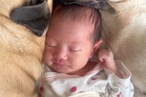生まれたばかりの赤ちゃんが寝ていたら『2匹の犬』が近づいて…あまりにも尊い『添い寝』が41万再生「何時間でも見れる」「愛おしくて涙でる」